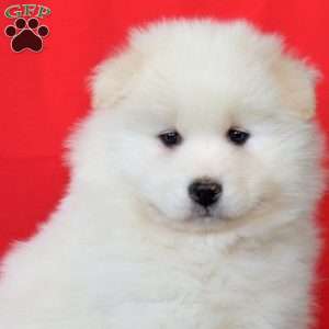 Rover, Samoyed Puppy