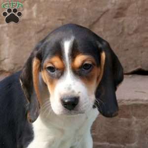 Rover, Beagle Puppy