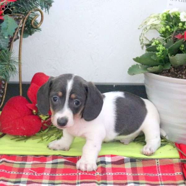 Rowan, Dachshund Puppy