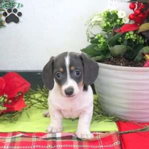 Rowan, Dachshund Puppy