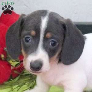 Rowan, Dachshund Puppy