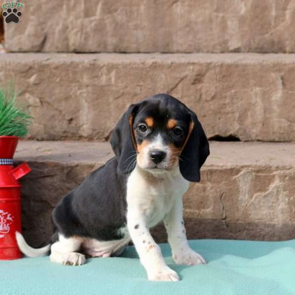 Rowdy, Beagle Puppy