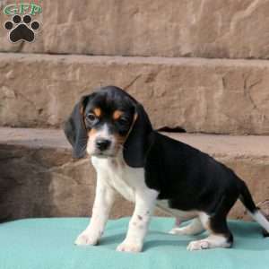 Rowdy, Beagle Puppy