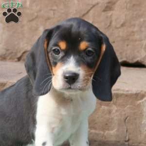 Rowdy, Beagle Puppy