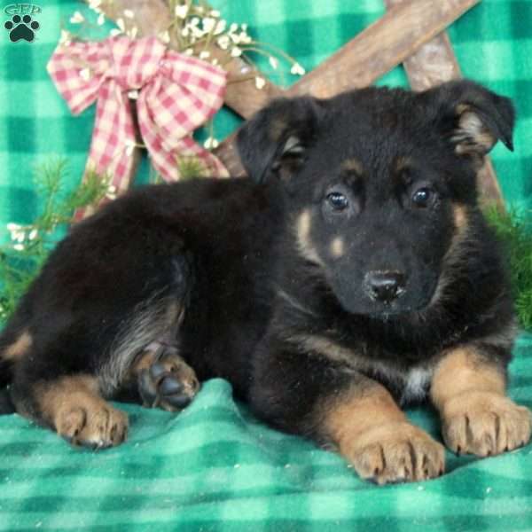 Roxanne, German Shepherd Mix Puppy