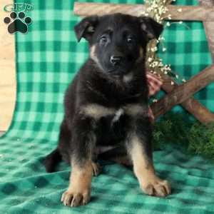 Roxanne, German Shepherd Mix Puppy