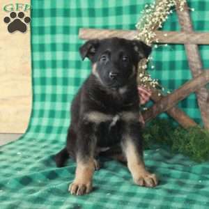 Roxanne, German Shepherd Mix Puppy