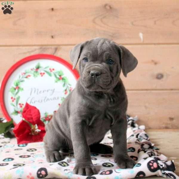 Roxie, Cane Corso Puppy