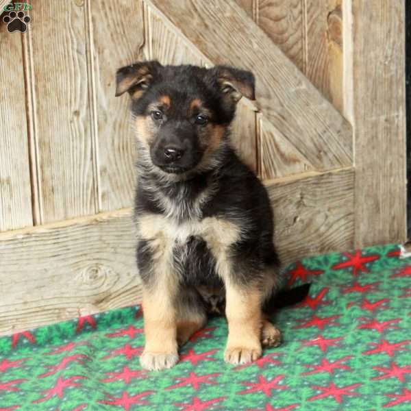 Roxie, German Shepherd Puppy