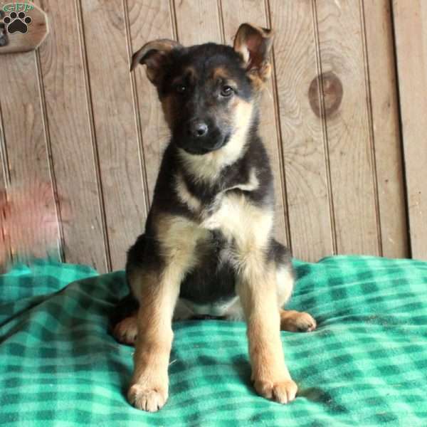 Roxie, German Shepherd Puppy