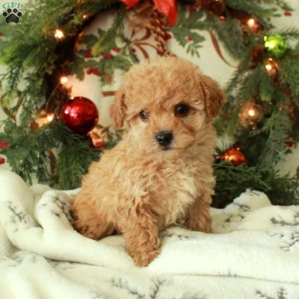 Roxie, Toy Poodle Puppy