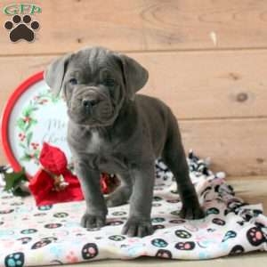 Roxie, Cane Corso Puppy