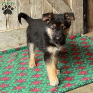 Roxie, German Shepherd Puppy