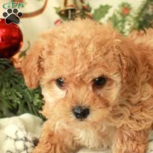 Roxie, Toy Poodle Puppy