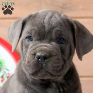 Roxie, Cane Corso Puppy