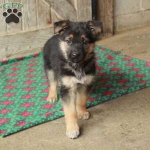 Roxie, German Shepherd Puppy