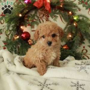 Roxie, Toy Poodle Puppy
