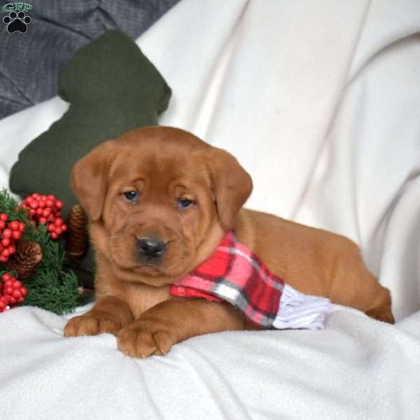 Roxy, Fox Red Labrador Retriever Puppy