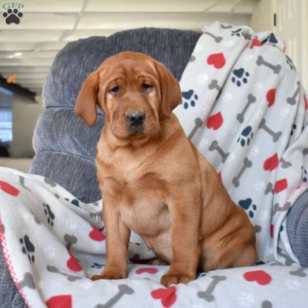 Roxy, Fox Red Labrador Retriever Puppy