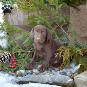 Roxy, German Shorthaired Pointer Puppy