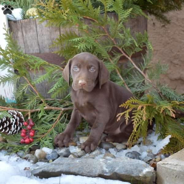 Roxy, German Shorthaired Pointer Puppy