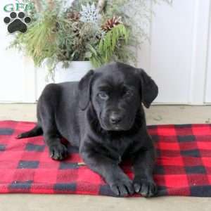 Roxy, Black Labrador Retriever Puppy