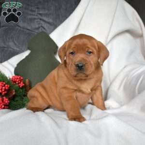 Roxy, Fox Red Labrador Retriever Puppy