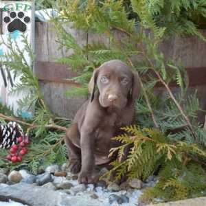 Roxy, German Shorthaired Pointer Puppy