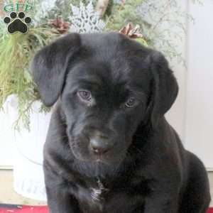 Roxy, Black Labrador Retriever Puppy