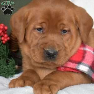 Roxy, Fox Red Labrador Retriever Puppy