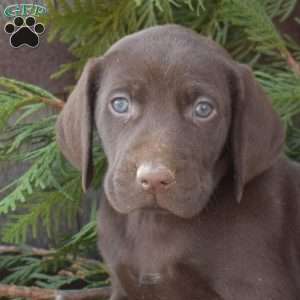 Roxy, German Shorthaired Pointer Puppy