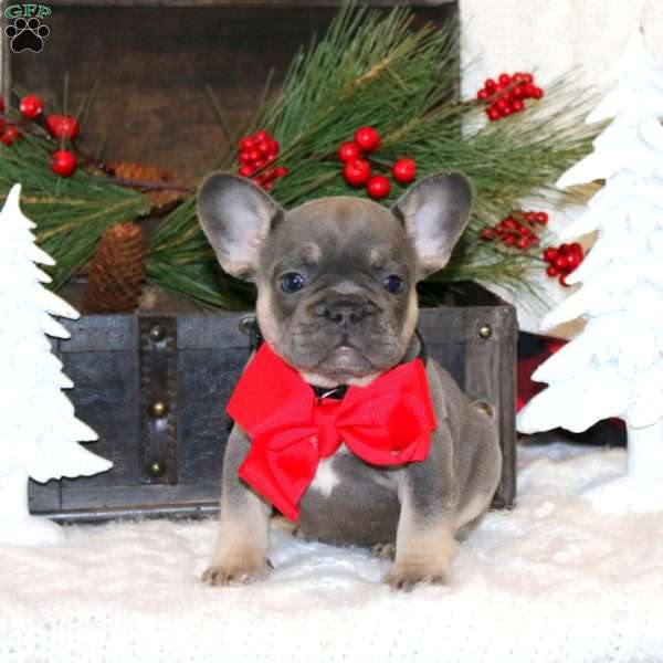 Royal Glory, French Bulldog Puppy