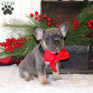 Royal Glory, French Bulldog Puppy