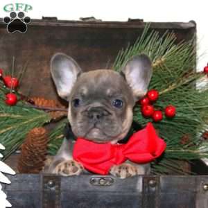 Royal Glory, French Bulldog Puppy