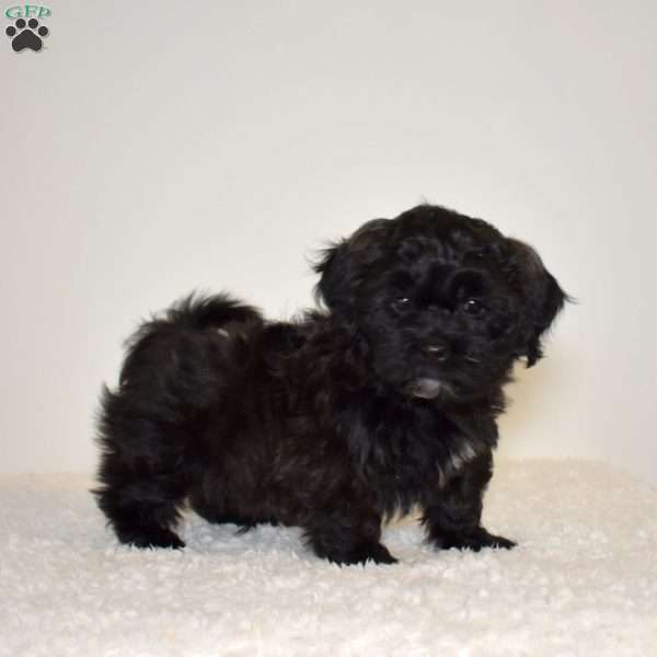 Rubble, Shih Tzu Mix Puppy