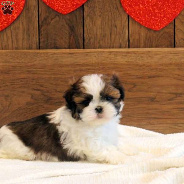 Rubble, Shih Tzu Puppy