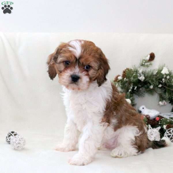 Rubble, Havanese Mix Puppy