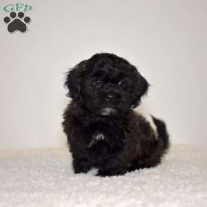 Rubble, Shih Tzu Mix Puppy