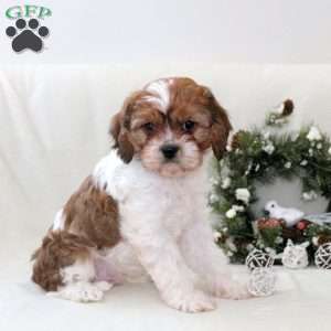 Rubble, Havanese Mix Puppy
