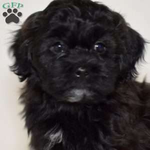 Rubble, Shih Tzu Mix Puppy