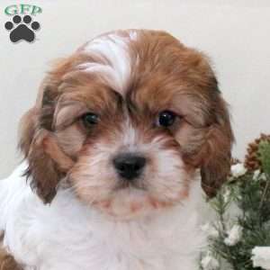 Rubble, Havanese Mix Puppy