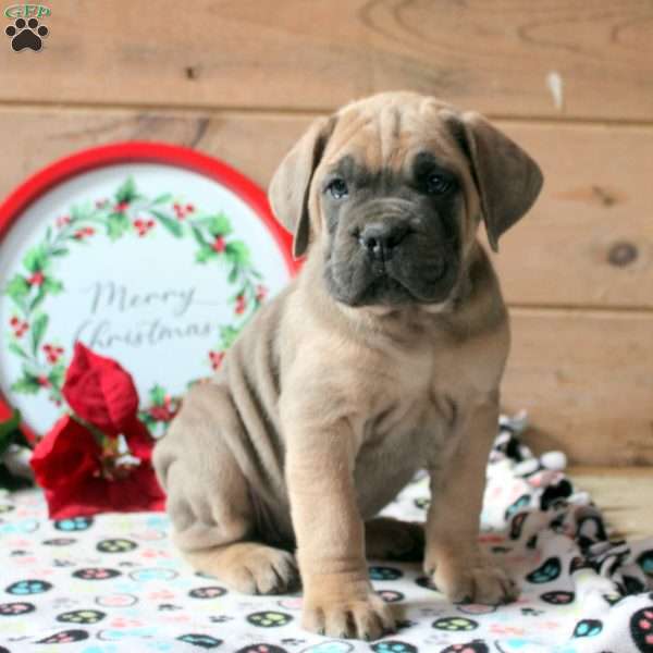 Ruby, Cane Corso Puppy