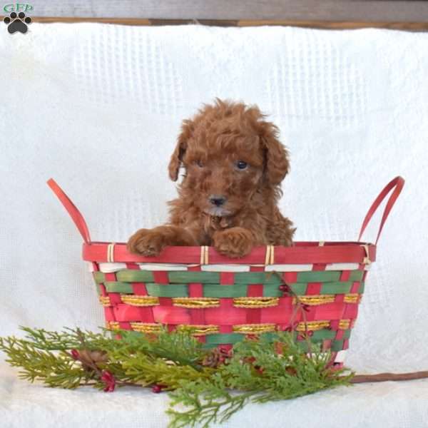 Ruby, Toy Poodle Puppy