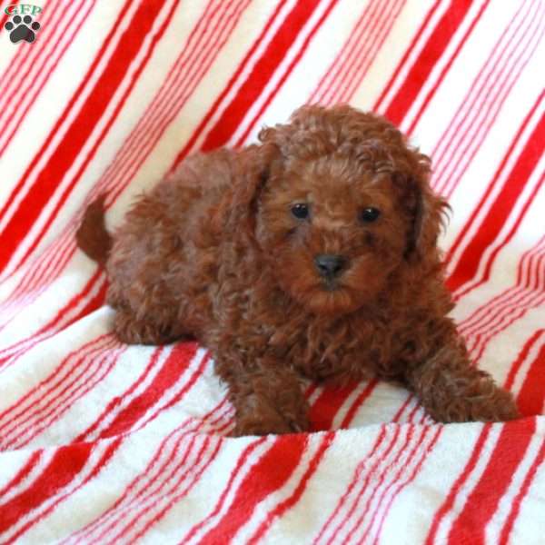 Ruby, Miniature Poodle Puppy