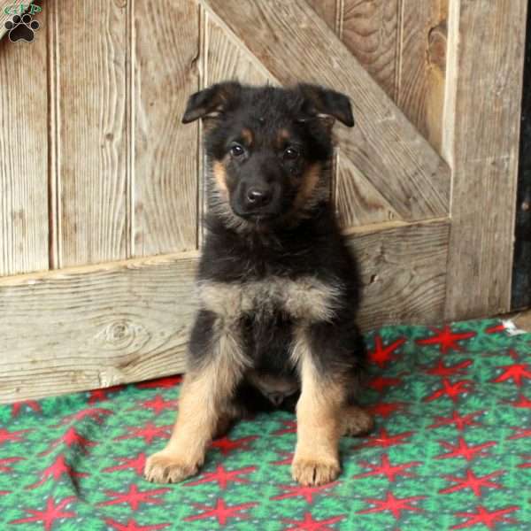 Ruby, German Shepherd Puppy