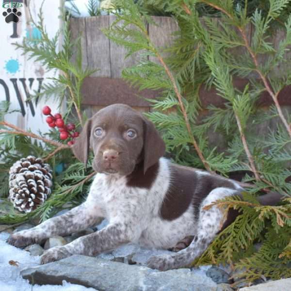 Ruby, German Shorthaired Pointer Puppy
