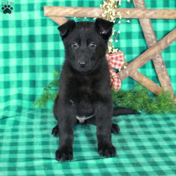 Ruby, German Shepherd Mix Puppy