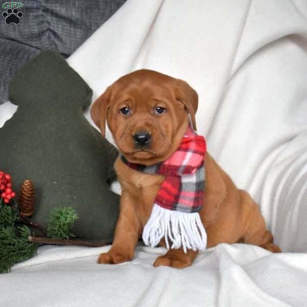 Ruby, Fox Red Labrador Retriever Puppy