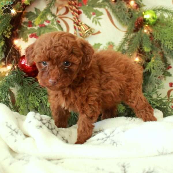 Ruby, Toy Poodle Puppy