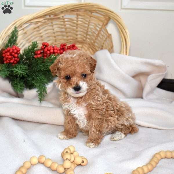 Ruby, Miniature Poodle Puppy